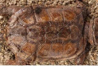 tortoise shell 0005